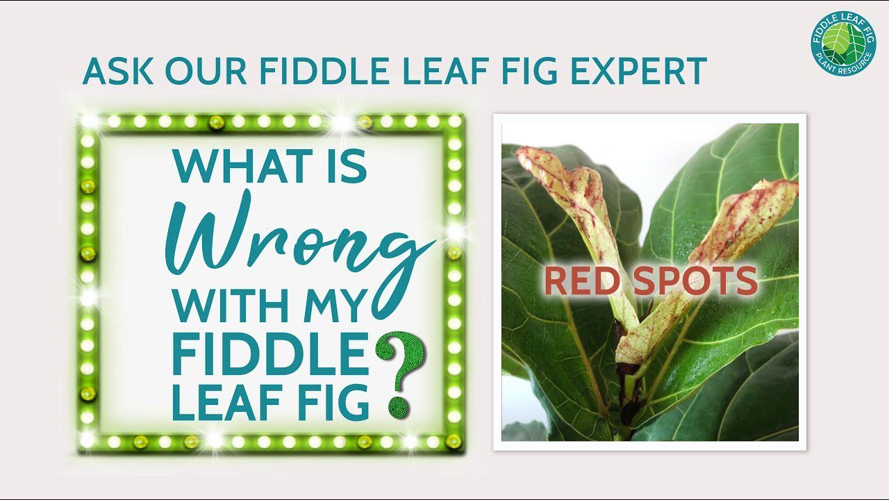 Why Your Fiddle Leaf Fig has Red Spots on the Leaves| Fiddle Leaf Fig Plant  Resource Center