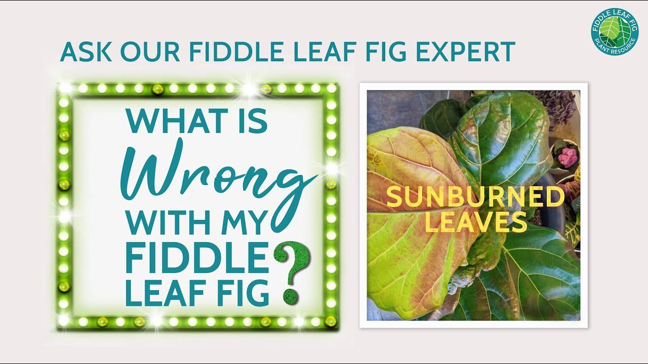 What is wrong with my Fiddle Leaf Fig? Sunburned Leaves Ep. | Fiddle Leaf  Fig Plant Resource Center