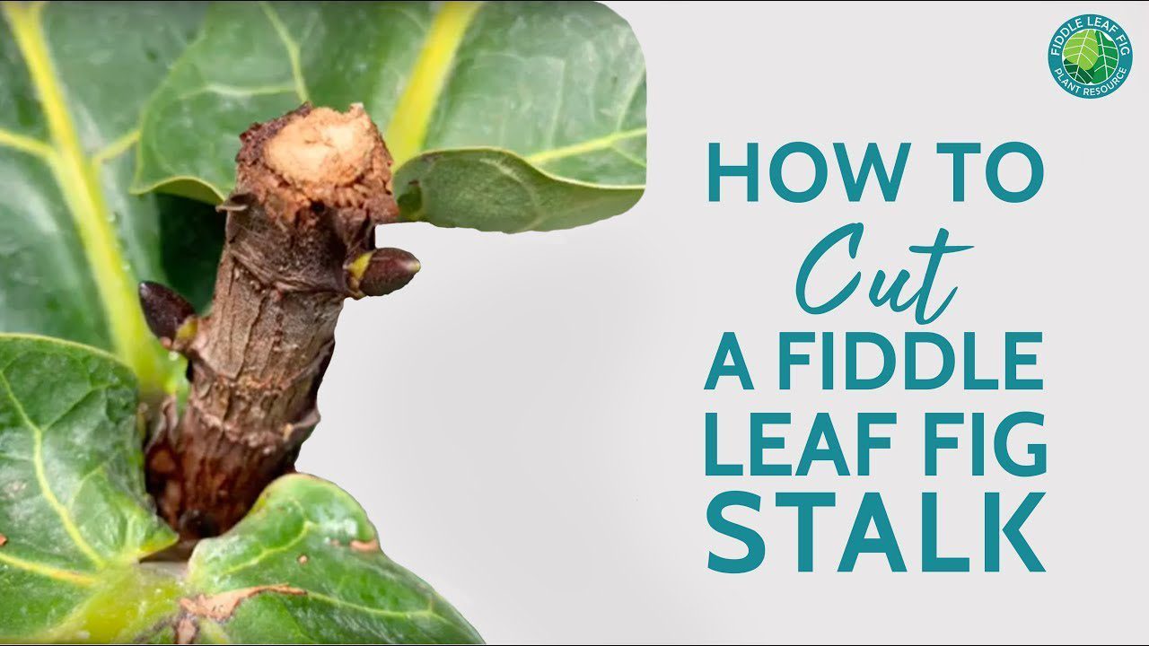 Fiddle Leaf Fig Too Big? How To Cut + Revive An Overgrown Stalk. | Fiddle  Leaf Fig Plant Resource