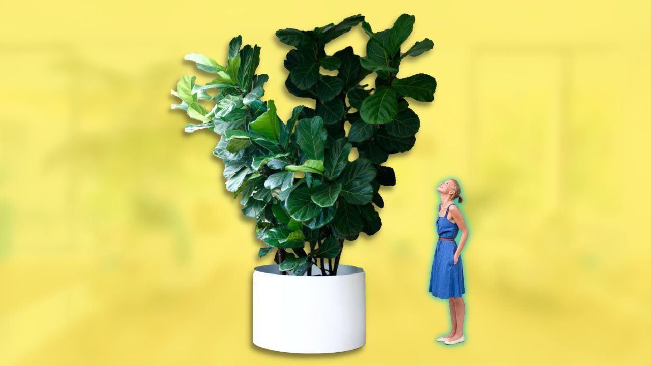 indoor tall plant stands Plant Stand Indoor with Grow Lights, 4-Head & 3-Color LED Corner Plant  Stand, 63