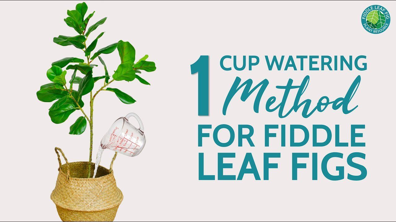 1 Cup Watering Method: The Secret to Properly Watering Your Fiddle Leaf Fig