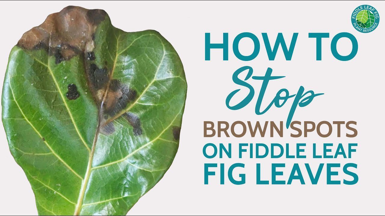 How to Take Care of Fiddle Leaf Fig