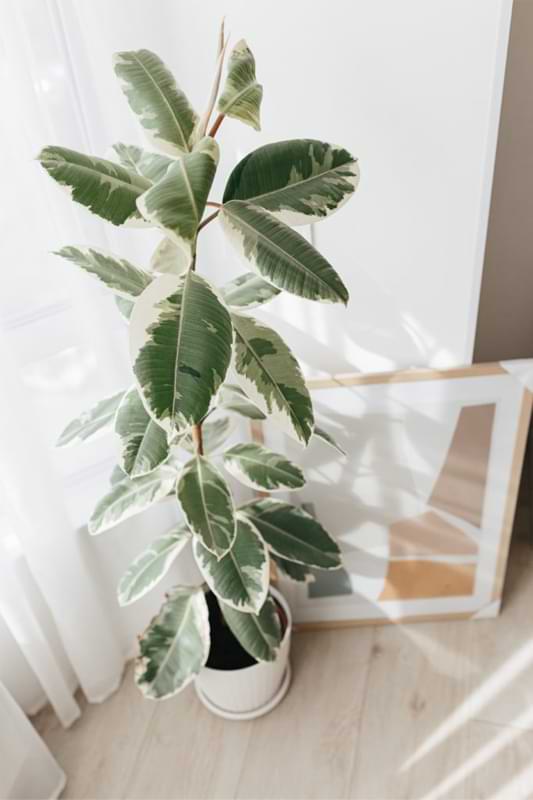 variegated rubber tree plant variegata ficus elast