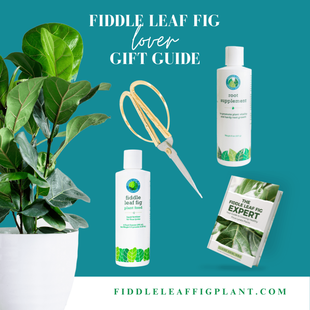 Make any occasion special with these hand-picked Fiddle Leaf Fig gifts perfect for beginner and expert growers.
