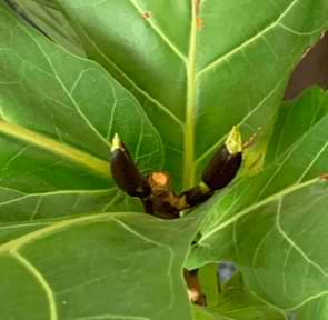 how to prune a fiddle leaf fig
